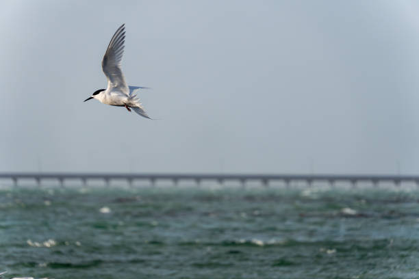 White-fronted tern (Sterna striata) flying over water. Wings in angelic arc. Large copy space nature background.