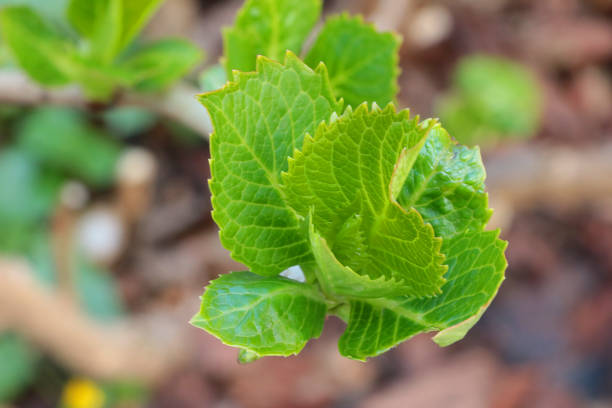 Top view of a tree branch with young green leaves
