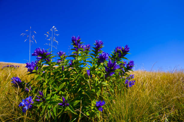 mount slope covered by grass and flowers under blue sky