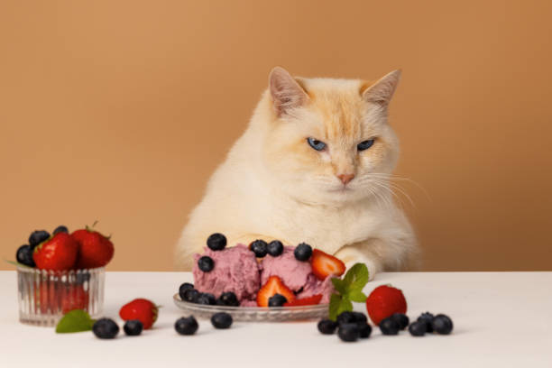 istock Red-haired cat is sitting at the table and refuses berry ice cream. Apricot background 2156455529
