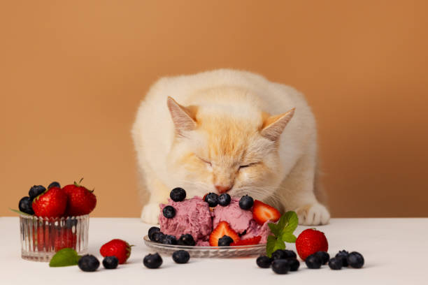 Fluffy beautiful gray cat sitting in a pink bag and showing his tongue funny. Close-up portrait.  Romantic gift for valentine's day. High quality stock photo