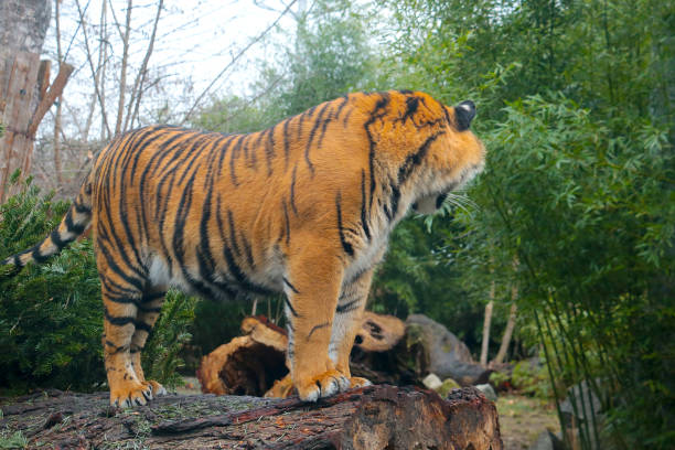 Tiger lies in his den at the zoo