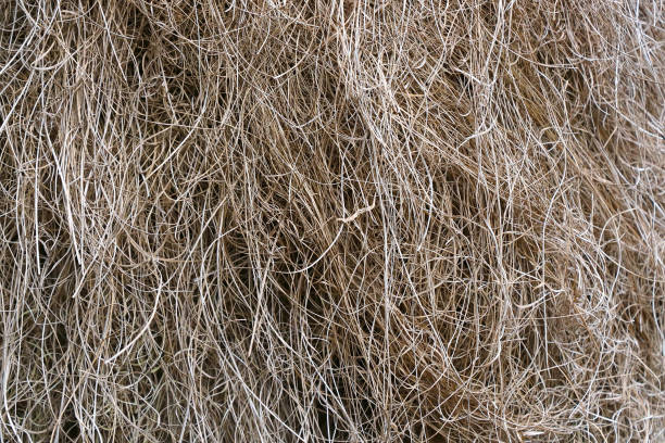 istock Gray hay texture. Nature background. Natural color. 2156455913