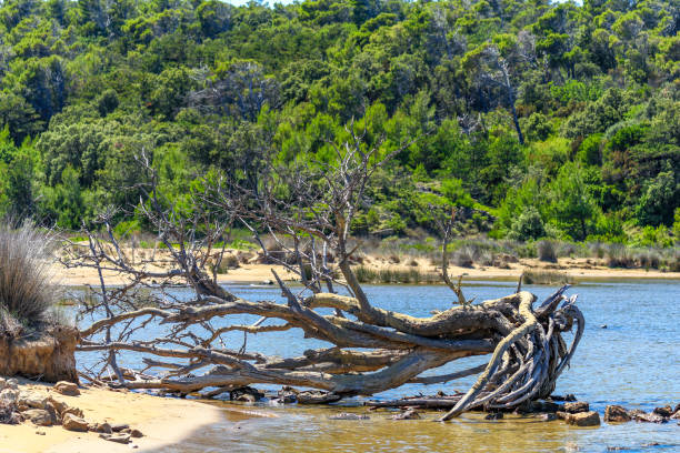 istock Dry huge tree roots on a sandy beach on the island of Rab 2156456452