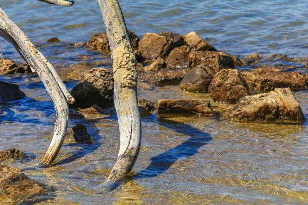 Dry huge tree roots on a sandy beach on the island of Rab Croatia