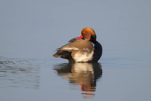 A red crested Pochard standing in the water, sunny morning in springtime, Austria