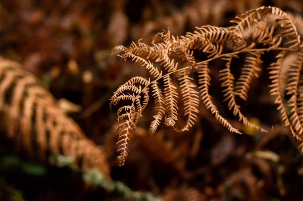 The image showcases a close-up view of a dry, brown fern frond in a natural setting. The focus is on the intricate details of the fern's structure, highlighting the delicate, lace-like pattern of its leaves, which have turned a rich, earthy brown. The background is blurred, creating a bokeh effect that emphasizes the fern and adds depth to the image. The overall tone of the image is warm and autumnal, capturing the essence of the season and the beauty of nature's transition. The soft lighting and shallow depth of field contribute to the serene and contemplative mood of the photograph.