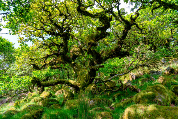 istock Wistman's Wood On Dartmoor 2156460326