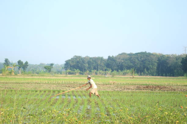 istock a farmer is planting rice in the traditional way 2156460396