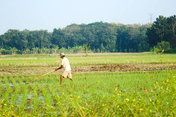 a farmer is planting rice in the traditional way without using machines and wearing traditional hats made from woven bamboo in the morning