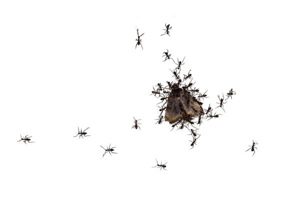 istock Moth carcasses are surrounded by black ants 2156460739