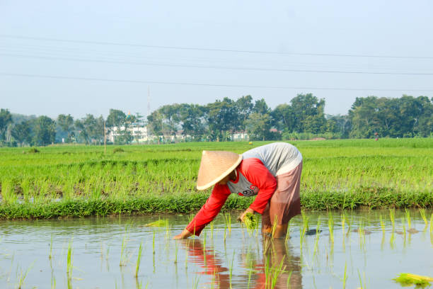 istock a farmer is planting rice in the traditional way without using machines 2156460910