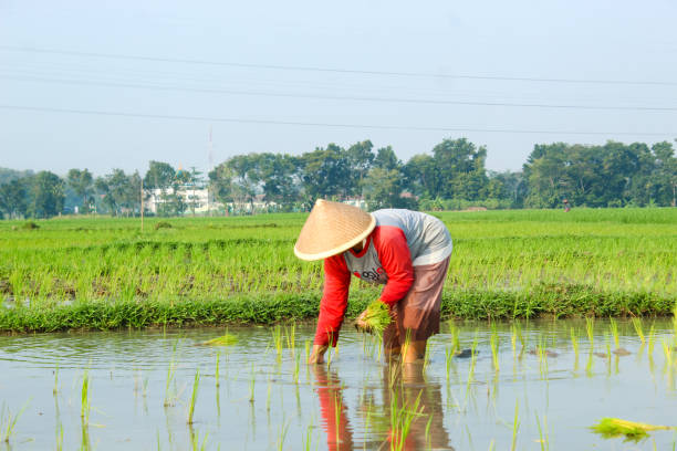 istock a farmer is planting rice in the traditional way without using machines 2156460937