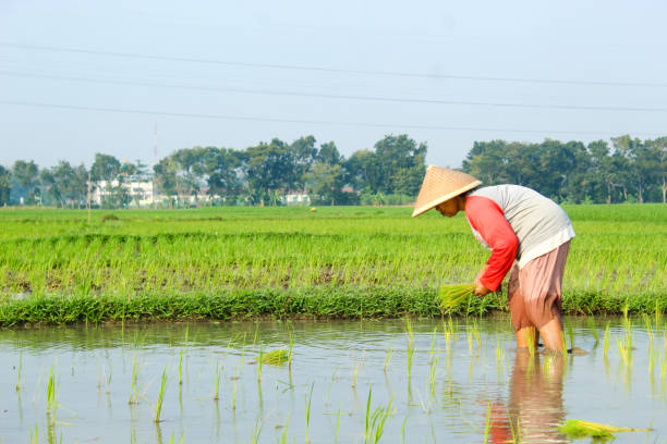 istock a farmer is planting rice in the traditional way without using machines 2156460938