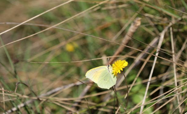 butterfly on yellow wild flowers among grass