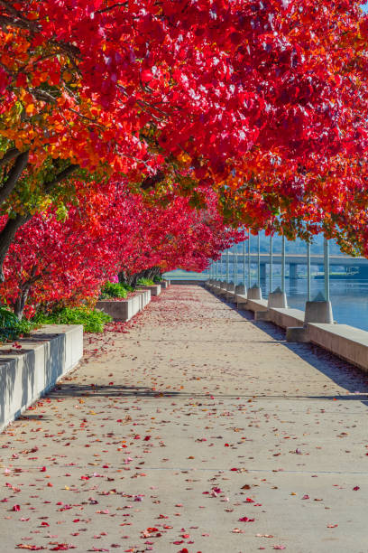 istock An Autumn day at Lake Burley Griffin 2156464921
