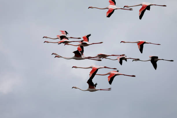 istock Flamingos in the Camargue 2156465063