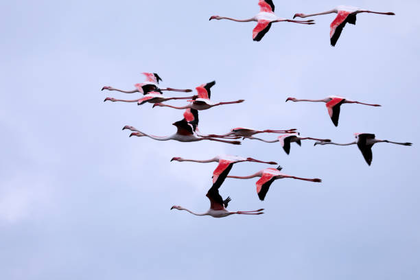 istock Flamingos in the Camargue 2156465087