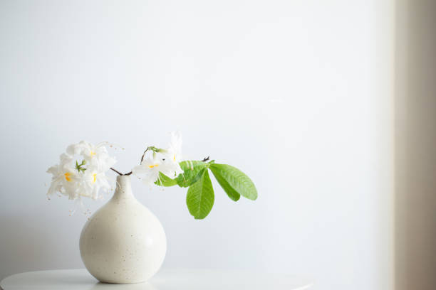 white rhododendrom in vase on white background