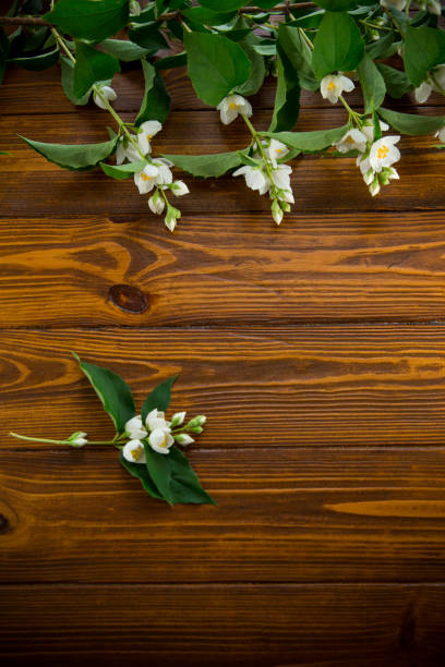 istock wooden dark background with white jasmine flowers 2156466350