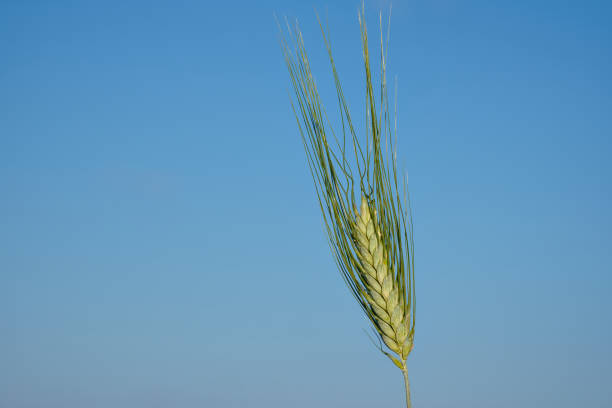 Shafts of golden wheat growing in a agricultural field outside under clouds and a blue sky