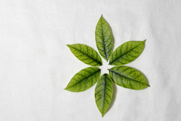 Colorful natural leaves texture isolated on white background