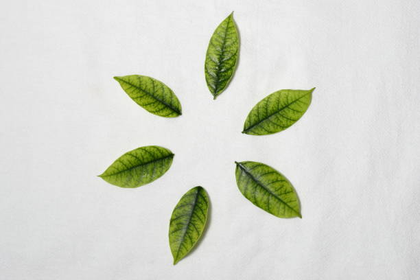 Leaves Vignette Background with copy space - summer, spring - textured