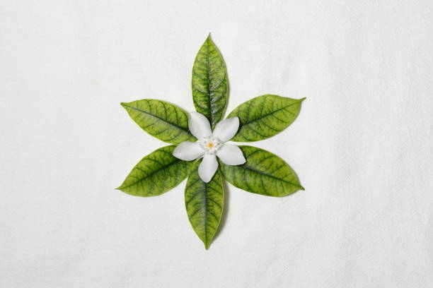 Colorful natural leaves texture isolated on white background