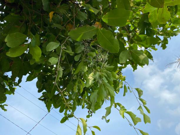 istock Malayan Mistletoe (dendrophthoe pentandra) on water apple plant. Parasitic plants. Symbiotic Parasitism 2156468725