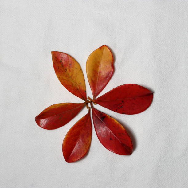 istock red leaf texture. Colorful natural red leaves isolated on white background 2156468865