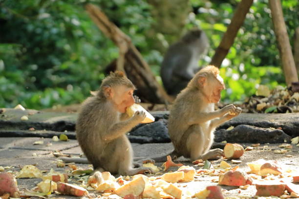 istock Long-tailed macaques (Macaca fascicularis) in Sacred Monkey Forest, Ubud, Indonesia 2156468988