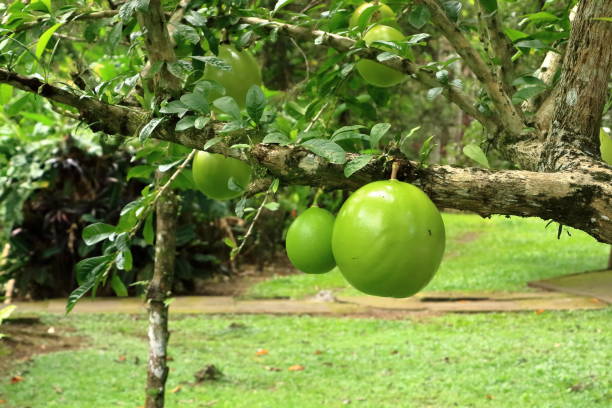 Crescentia cujete fruit, also called Calabash tree or mojo, Bali in Indonesia