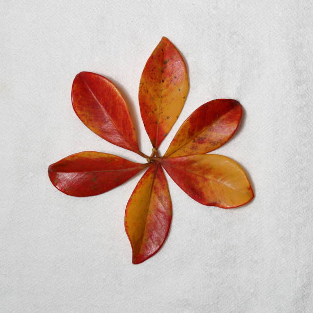 istock red leaf texture. Colorful natural red leaves isolated on white background 2156469280