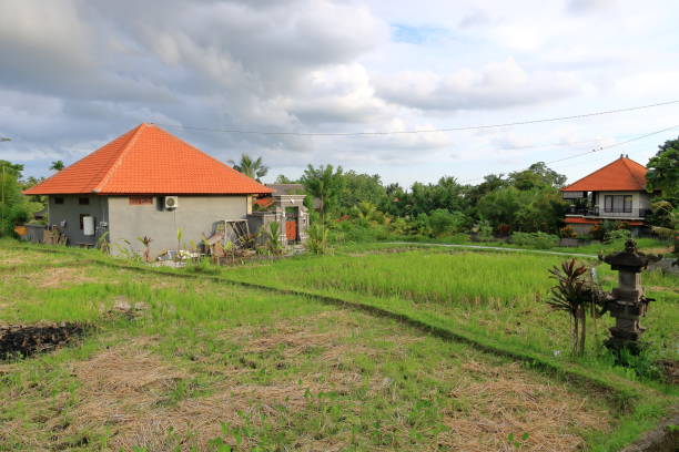 istock green rice terrace field in Bali, Indonesia 2156469498