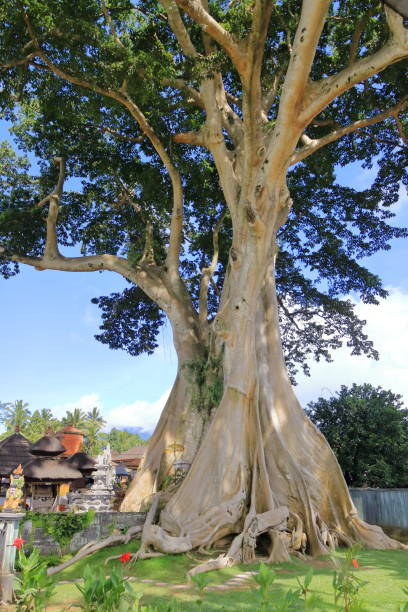 istock Large Banyan ancient tree in Kayu Putih, Baru Village, Marga District, Tabanan Regency, Bali, Indonesia 2156469719