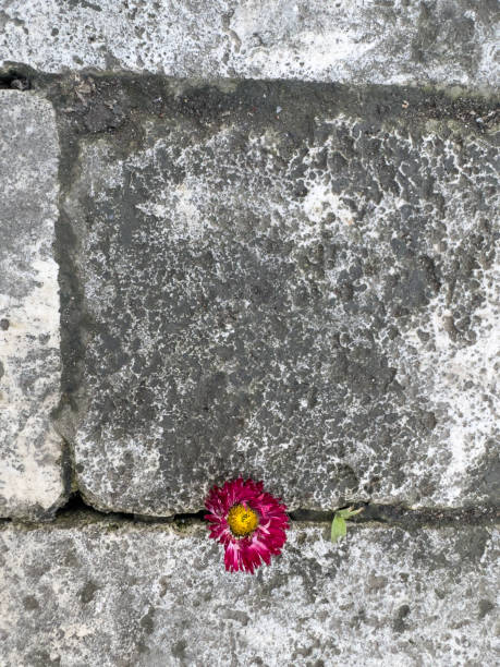 Blooming violet at an old wall