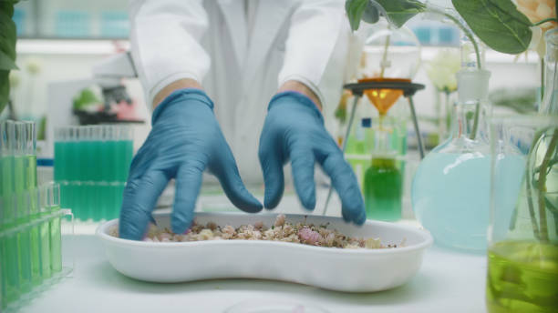 istock Scientist working at botanical research laboratory. Selecting flowers for perfume extraction 2156472616