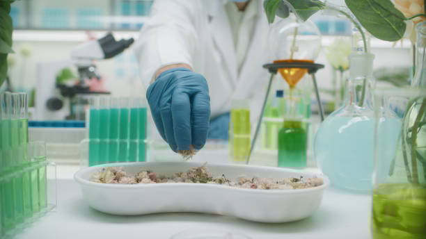 Scientist working at botanical genetically modified flower research for perfume laboratory desk full of samples Scientist wearing protective outfit and a face mask mixing and researching liquids in test tubes and glass vial to make medicine in a pharmacy research illness and disease or create perfume In-depth analysis of the nutritional value of insect proteins stock pictures, royalty-free photos & images