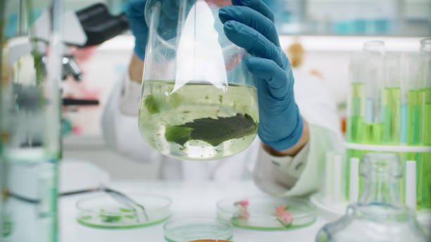 istock Scientist working at botanical research laboratory. Mixing a plant sample with chemicals 2156472711