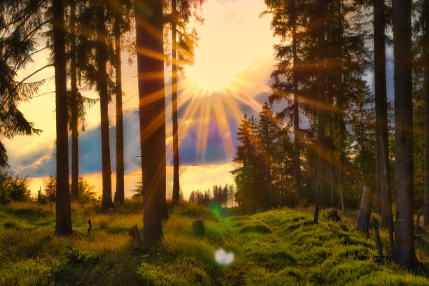 at sunset on the Rennsteig in the Thuringian Forest