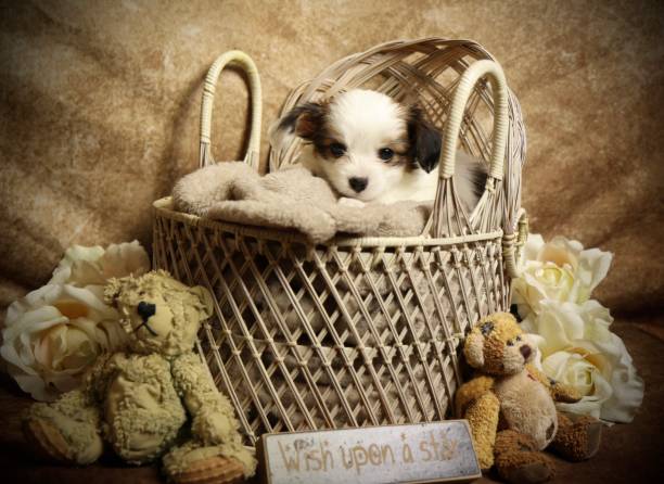 istock Papillon Puppy in the Nest 2156476175