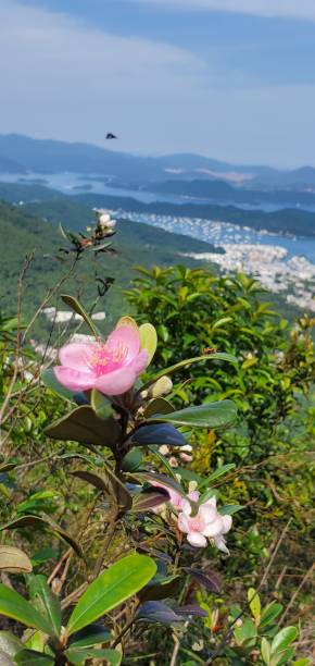 istock Hong kong hiking mountain hill 2156476866