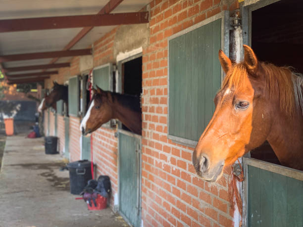 Horses peeking out from their stable gates. Equine beauty and personality in a cozy barn setting.