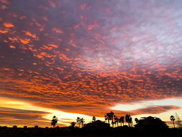 Captivating sunset with dramatic, colorful clouds and silhouetted palm trees. Dramatic sunset with colorful clouds and trees.