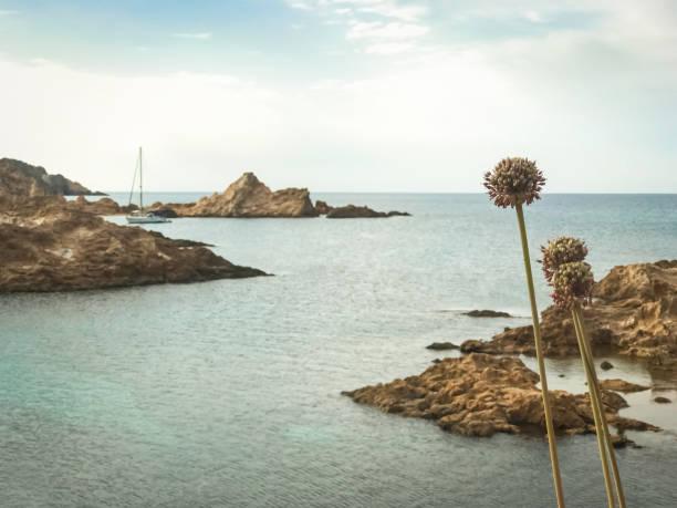 Seascape with rock formations and flowers. Calm and peaceful ocean view with sailboat sailing through rock formations in water.