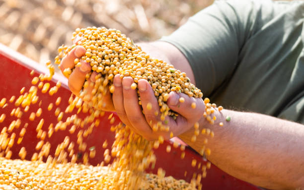 istock Farmer holding soy grains in his hands 2156479588