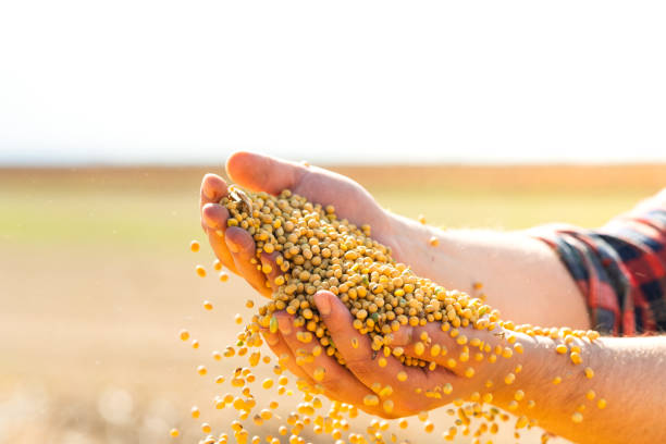 istock Farmer holding soy grains in his hands 2156479606