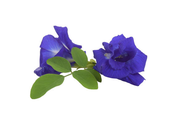 istock Butterfly Pea with Leaf isolated on white background 2156479973