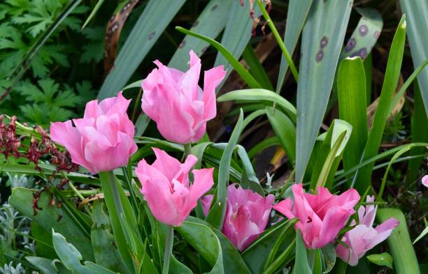 istock Pink tulips, tulipa agenensis 2156481685