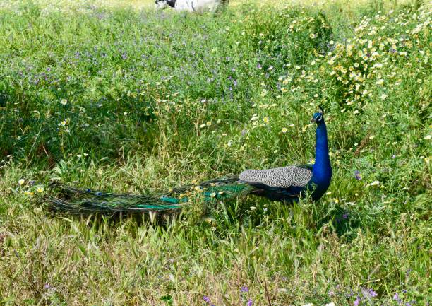 A striking blue peacock stands elegantly beneath a wooden structure, showcasing its vibrant plumage. The lush green background enhances the bird's colorful features in bright daylight.